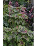 Гейхера гібридна ’Тапестрі’|Heuchera hybrida ’Tapestry’|Гейхера гибридная ’Тапестри’